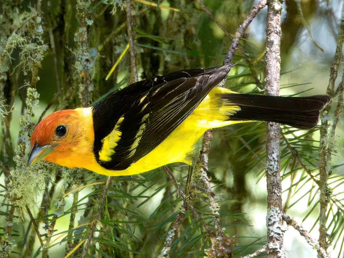 Western Tanager - ML620813313