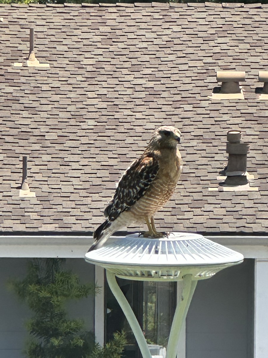 Red-shouldered Hawk - ML620813319