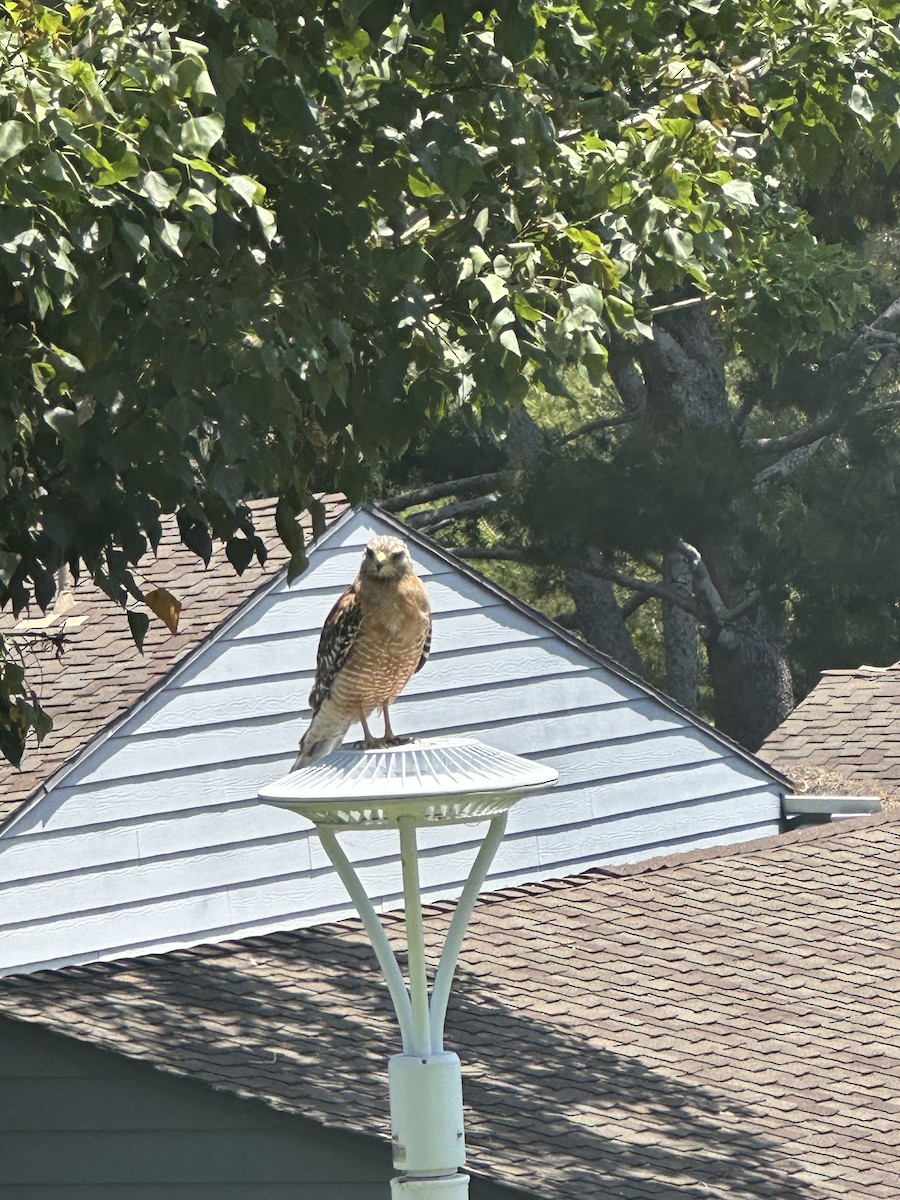 Red-shouldered Hawk - ML620813323