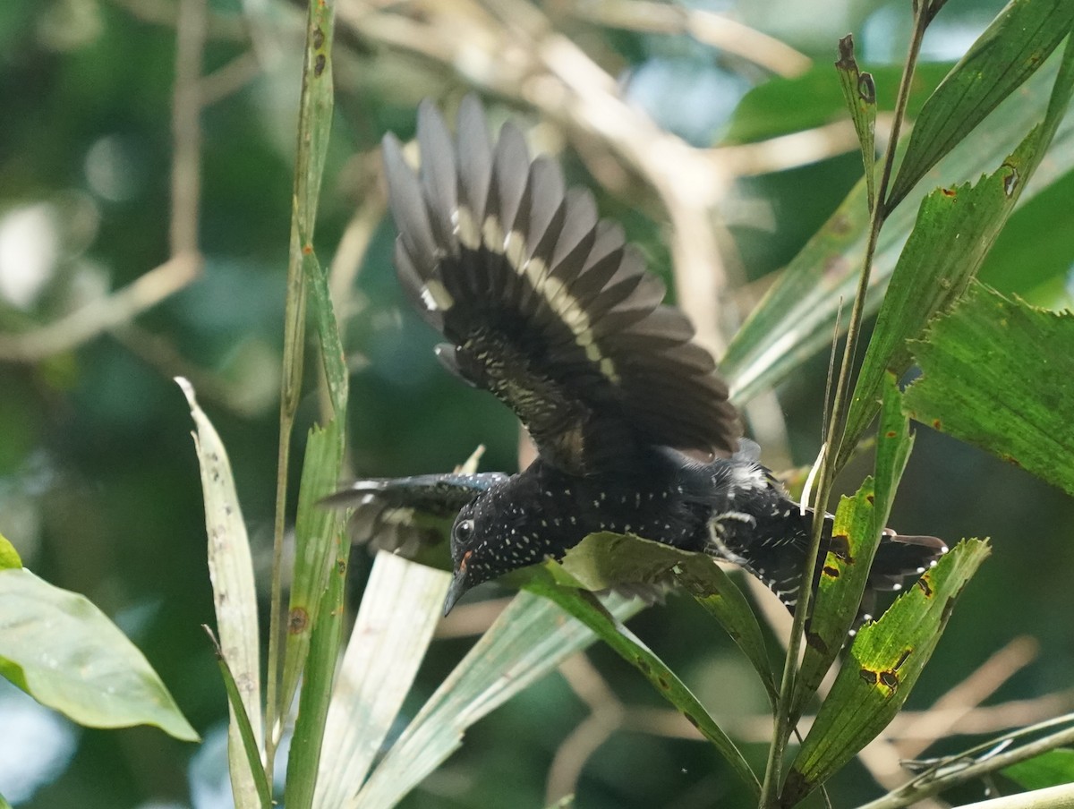 Square-tailed Drongo-Cuckoo - ML620813328