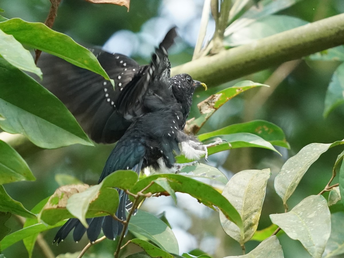 Square-tailed Drongo-Cuckoo - ML620813329