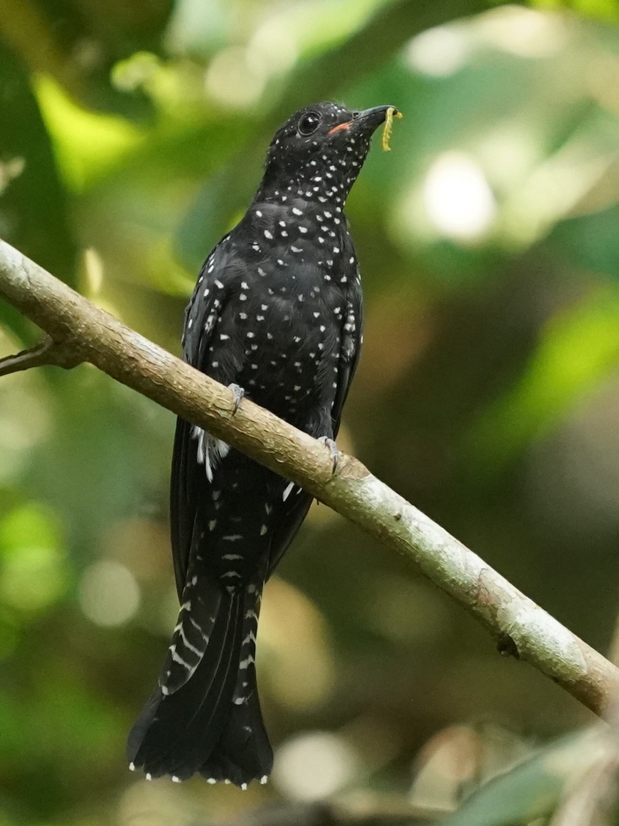 Square-tailed Drongo-Cuckoo - ML620813330