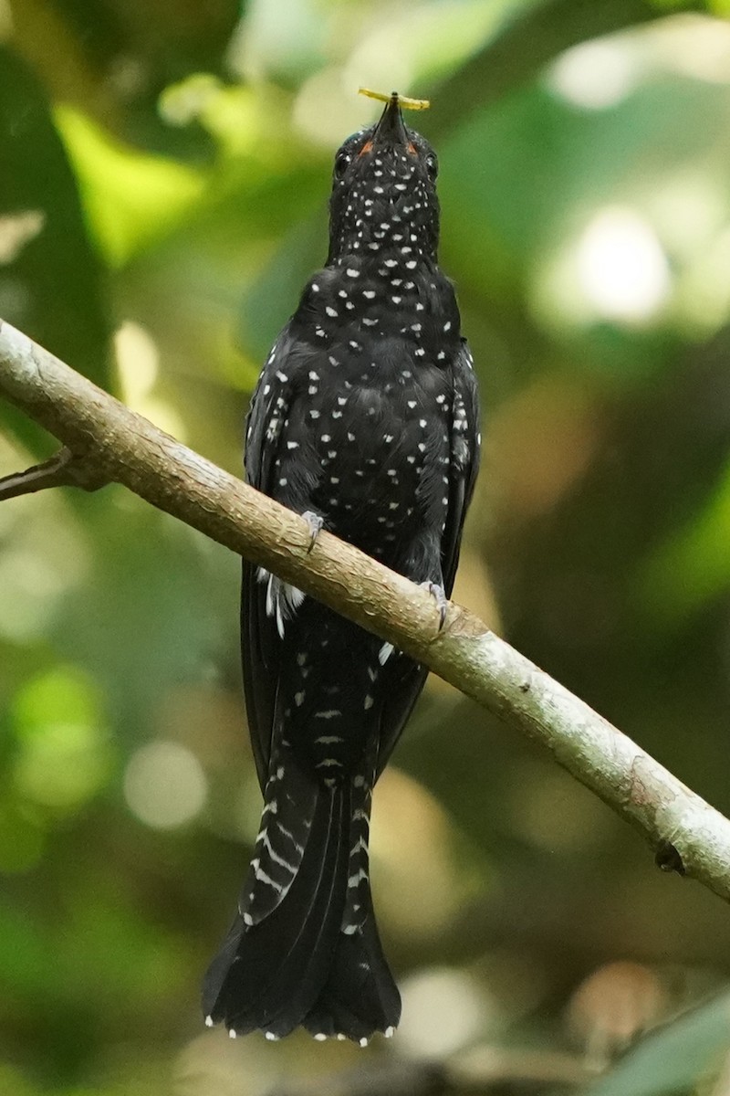 Square-tailed Drongo-Cuckoo - Keng Keok Neo