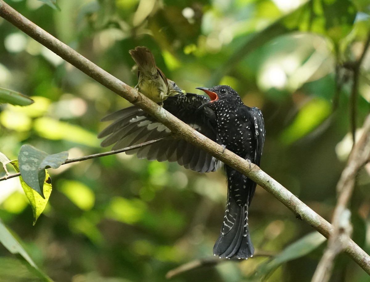 Square-tailed Drongo-Cuckoo - ML620813332