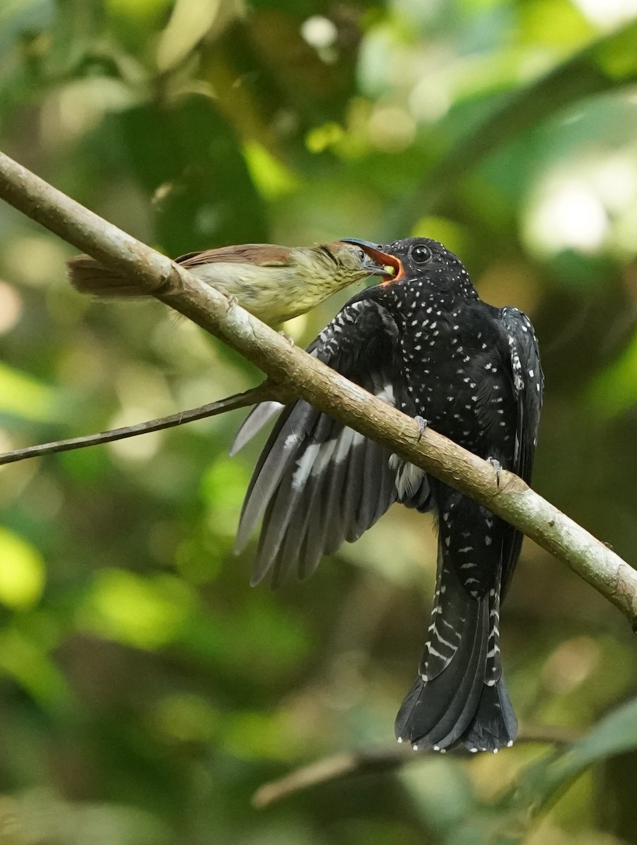 Square-tailed Drongo-Cuckoo - ML620813333