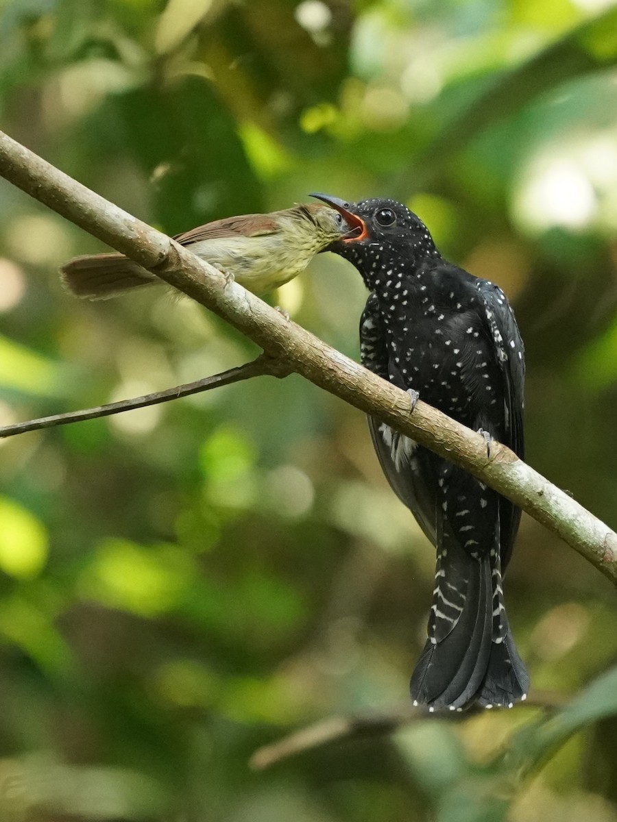 Square-tailed Drongo-Cuckoo - ML620813334