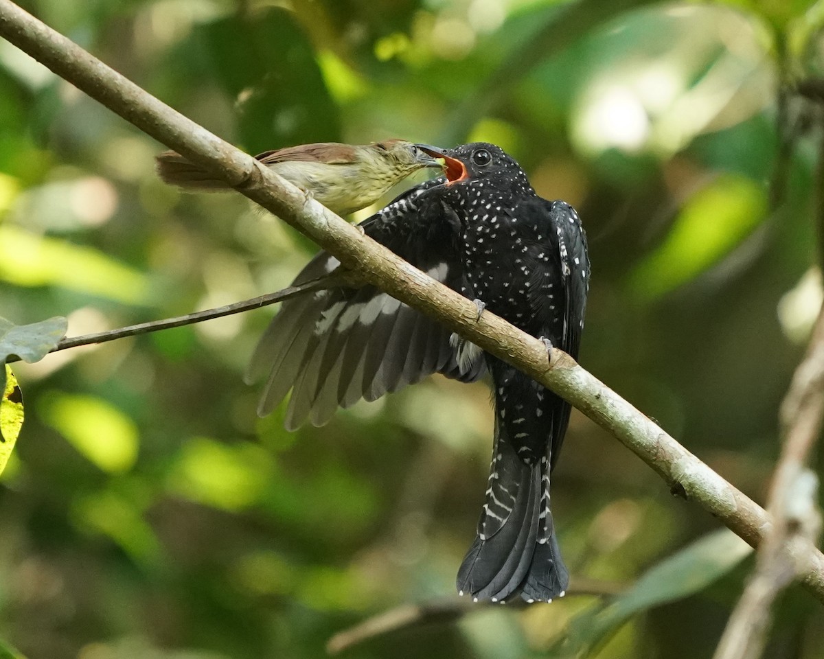 Square-tailed Drongo-Cuckoo - ML620813335