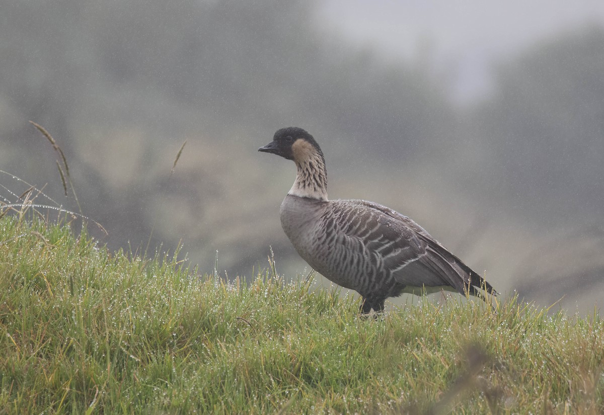 Hawaiian Goose - ML620813349