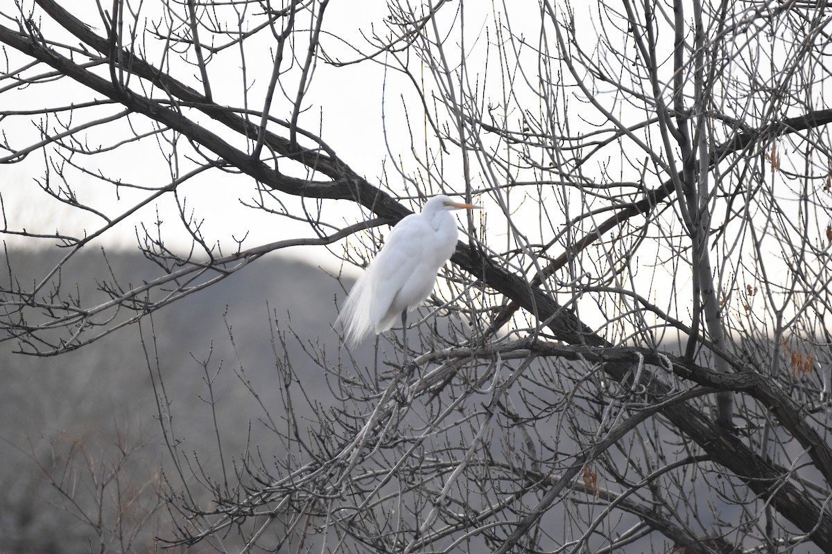 Great Egret - ML620813351