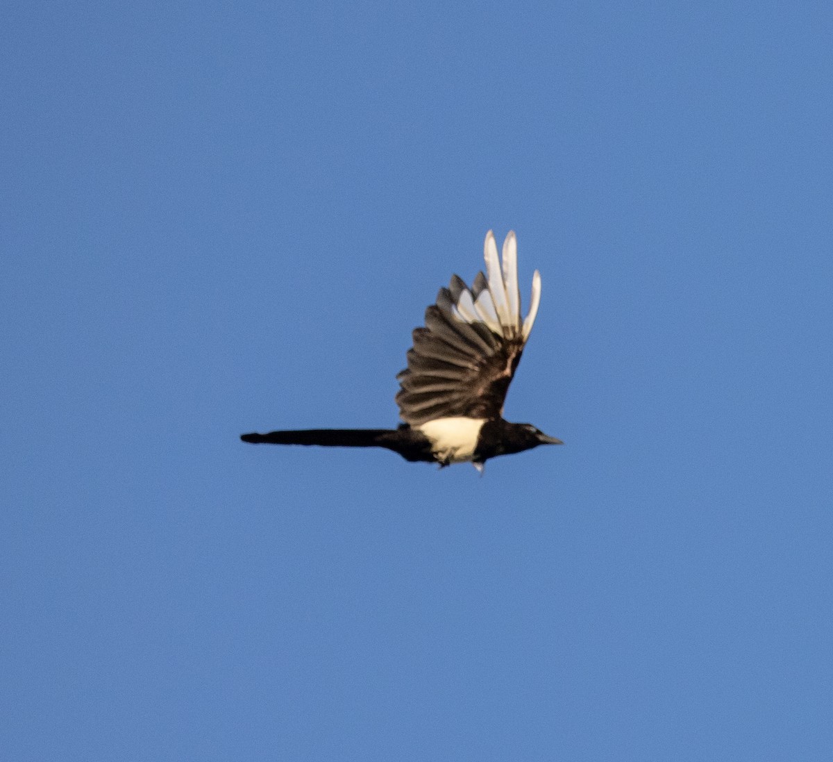 Black-billed Magpie - ML620813352