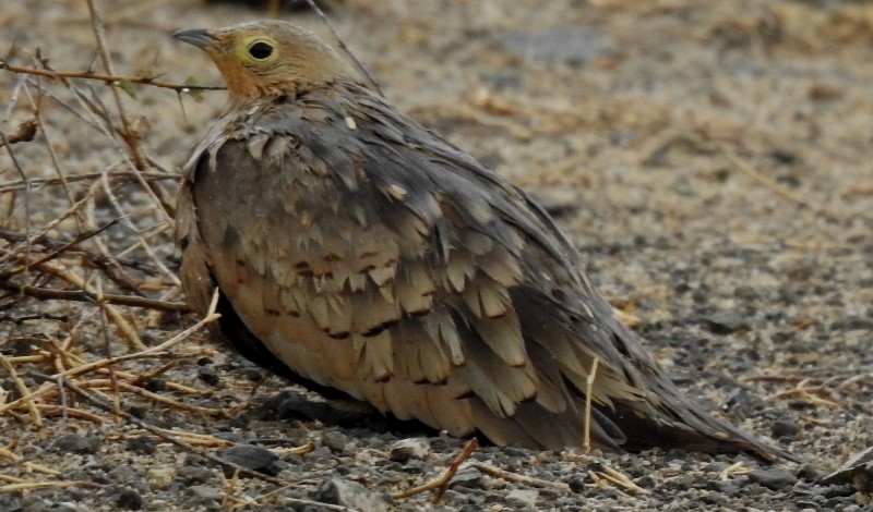 Chestnut-bellied Sandgrouse - ML620813356