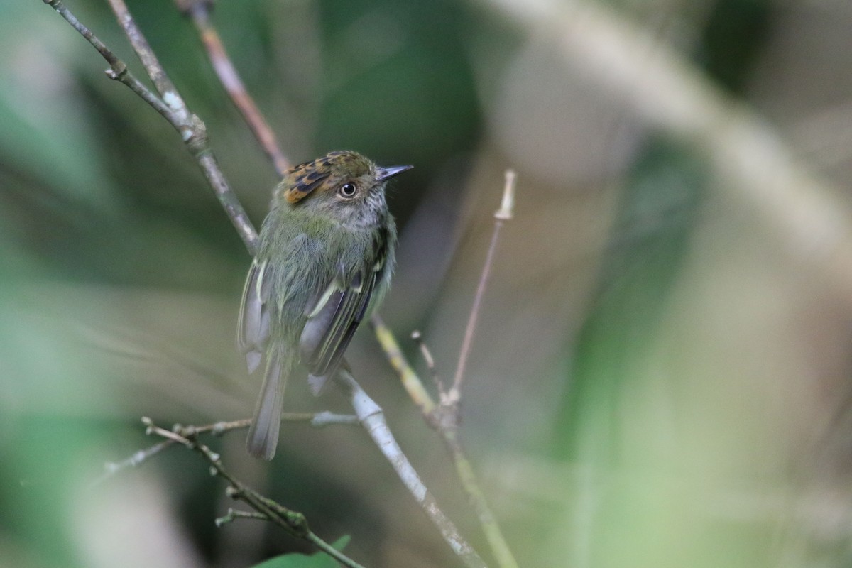 Scale-crested Pygmy-Tyrant - ML620813358