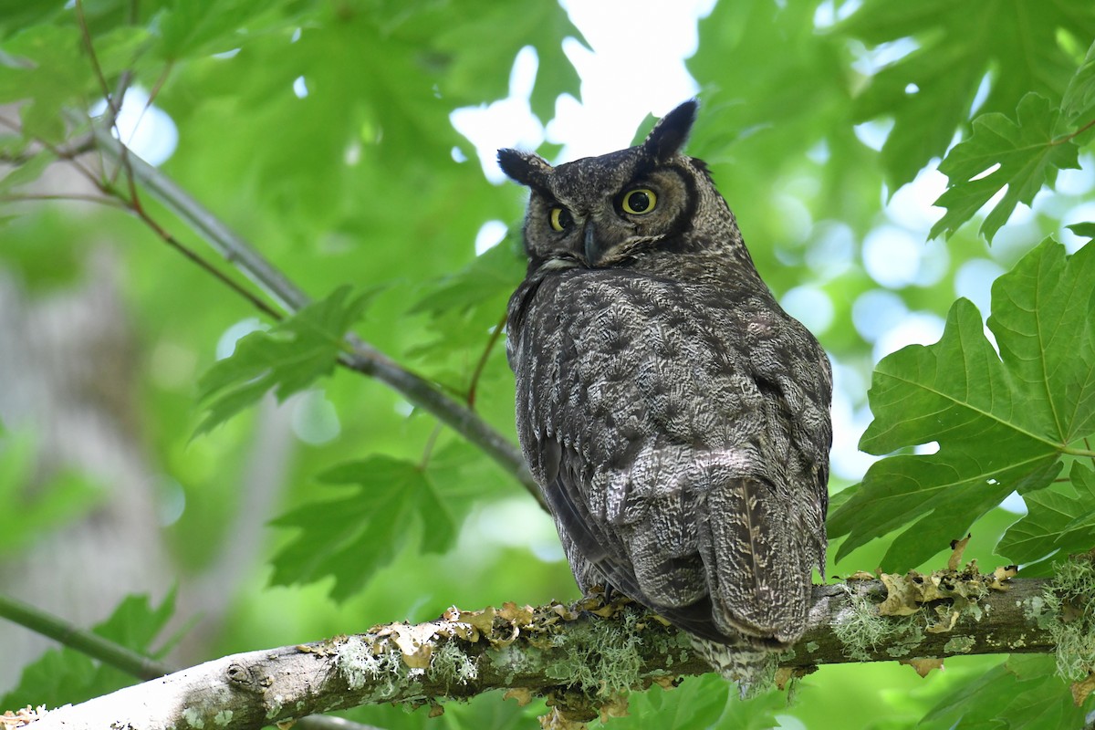 Great Horned Owl - ML620813362