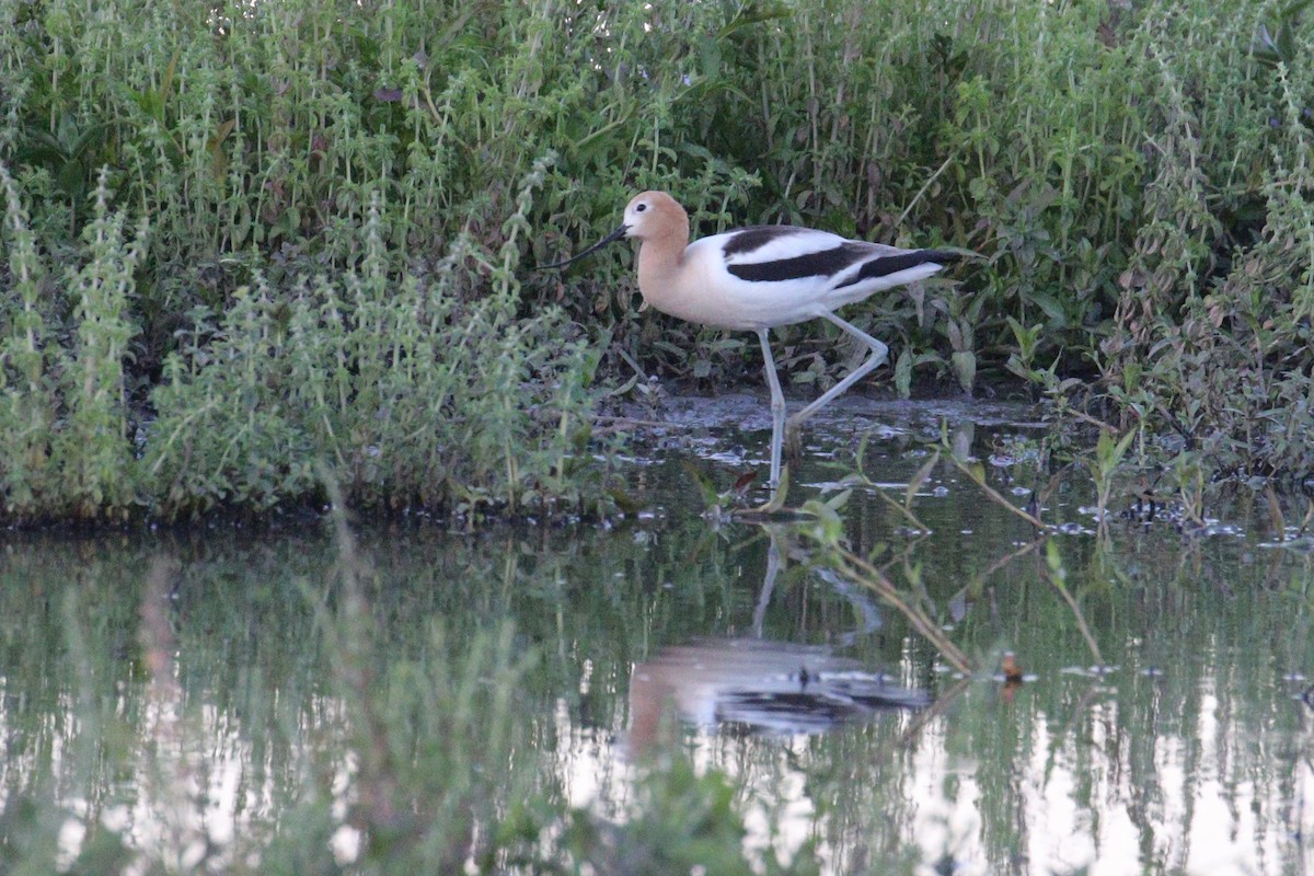 American Avocet - ML620813363