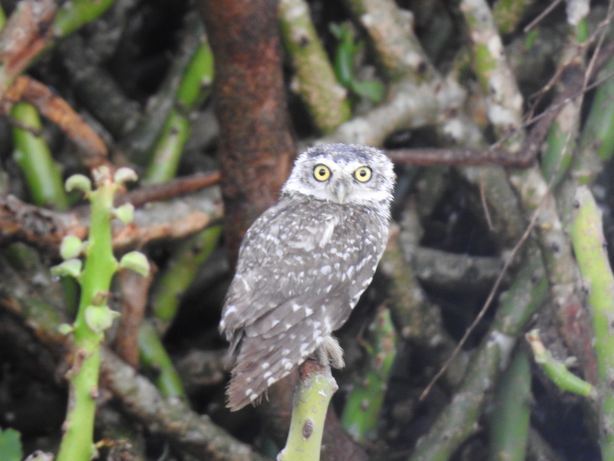 Spotted Owlet - ML620813364