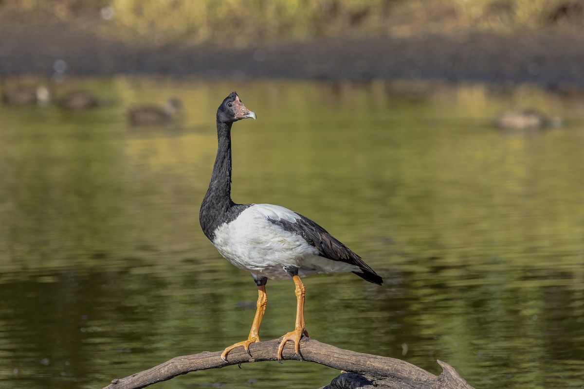 Magpie Goose - ML620813365