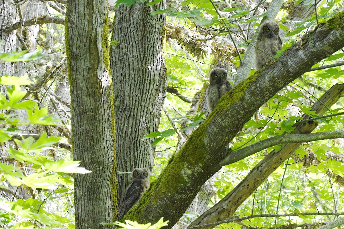 Great Horned Owl - ML620813366
