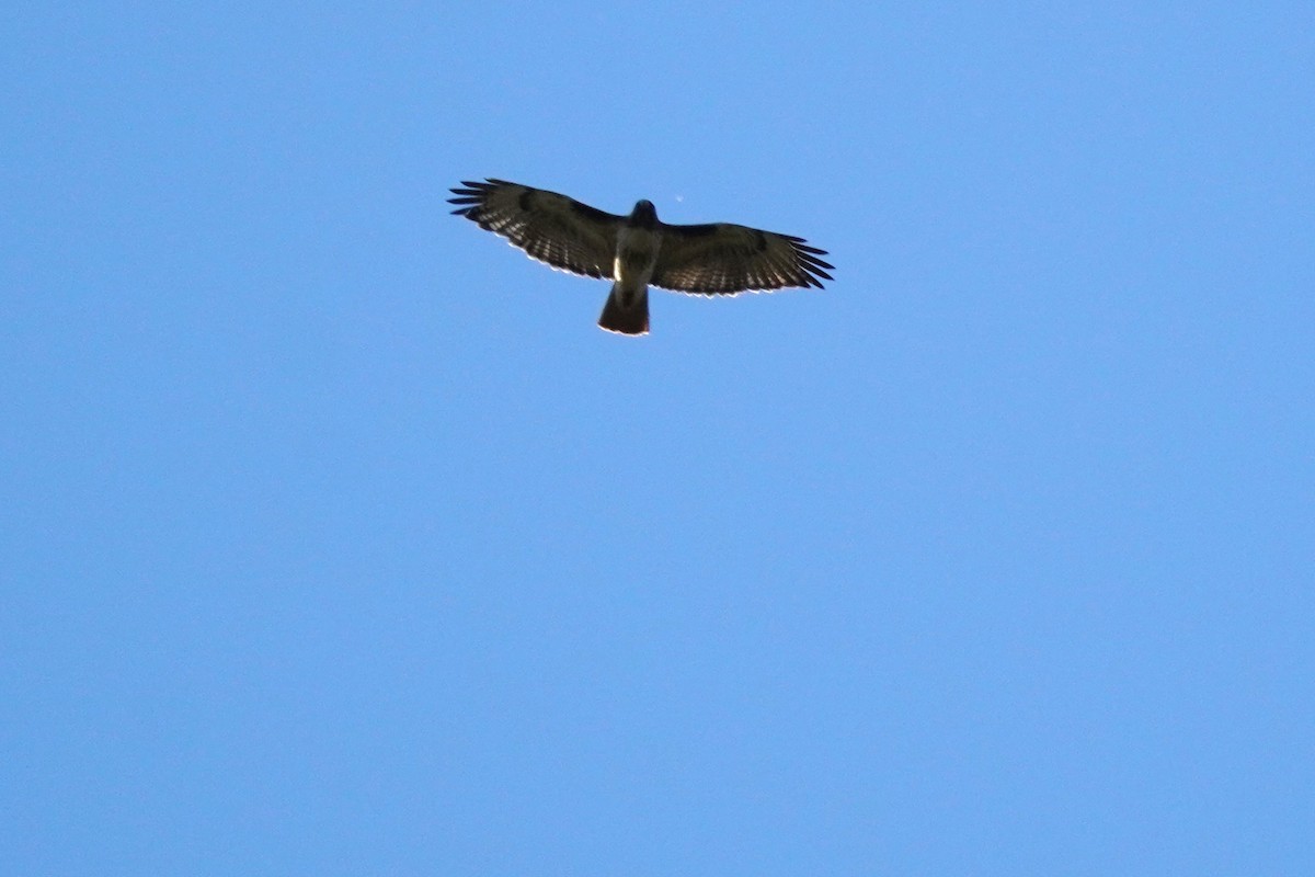 Red-tailed Hawk - ML620813368