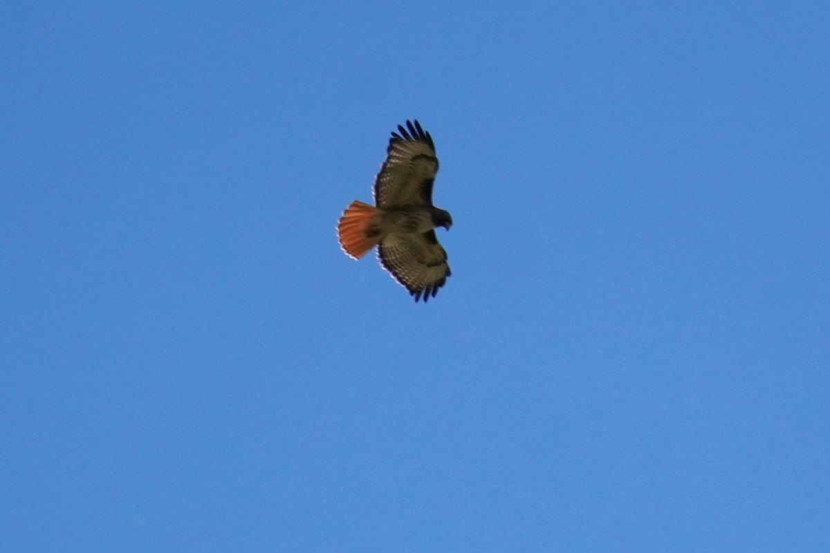 Red-tailed Hawk - ML620813369