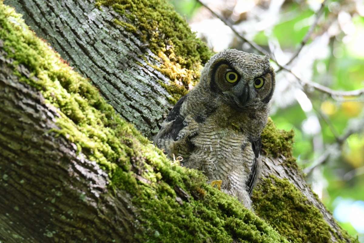 Great Horned Owl - John Cooper