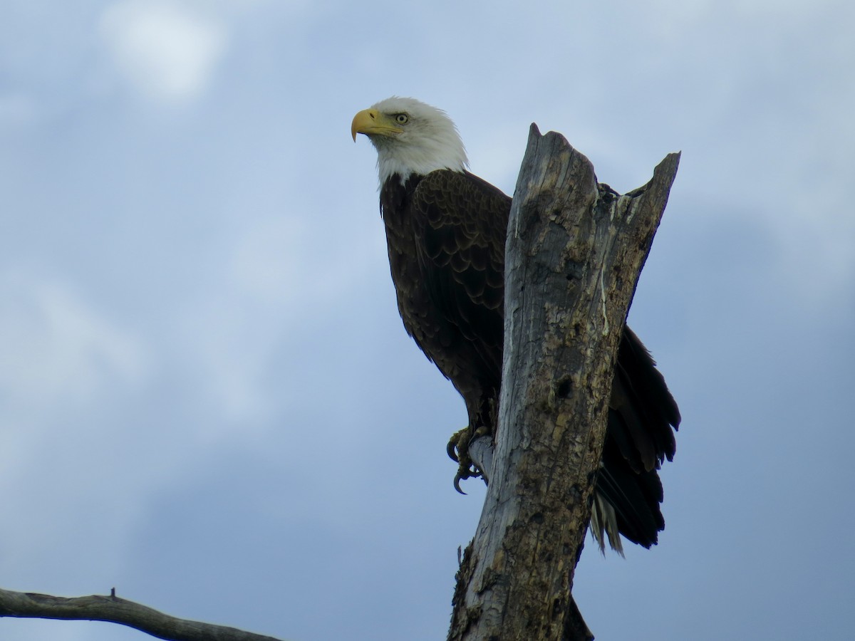 Weißkopf-Seeadler - ML620813372