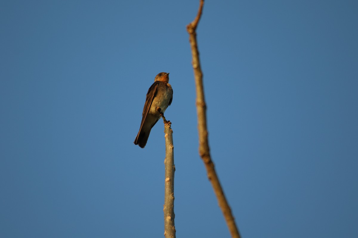 Southern Rough-winged Swallow - ML620813374