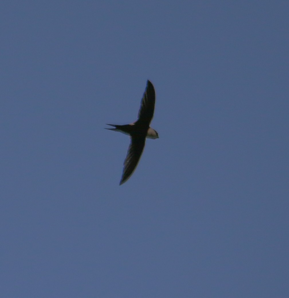 Lesser Swallow-tailed Swift - ML620813382