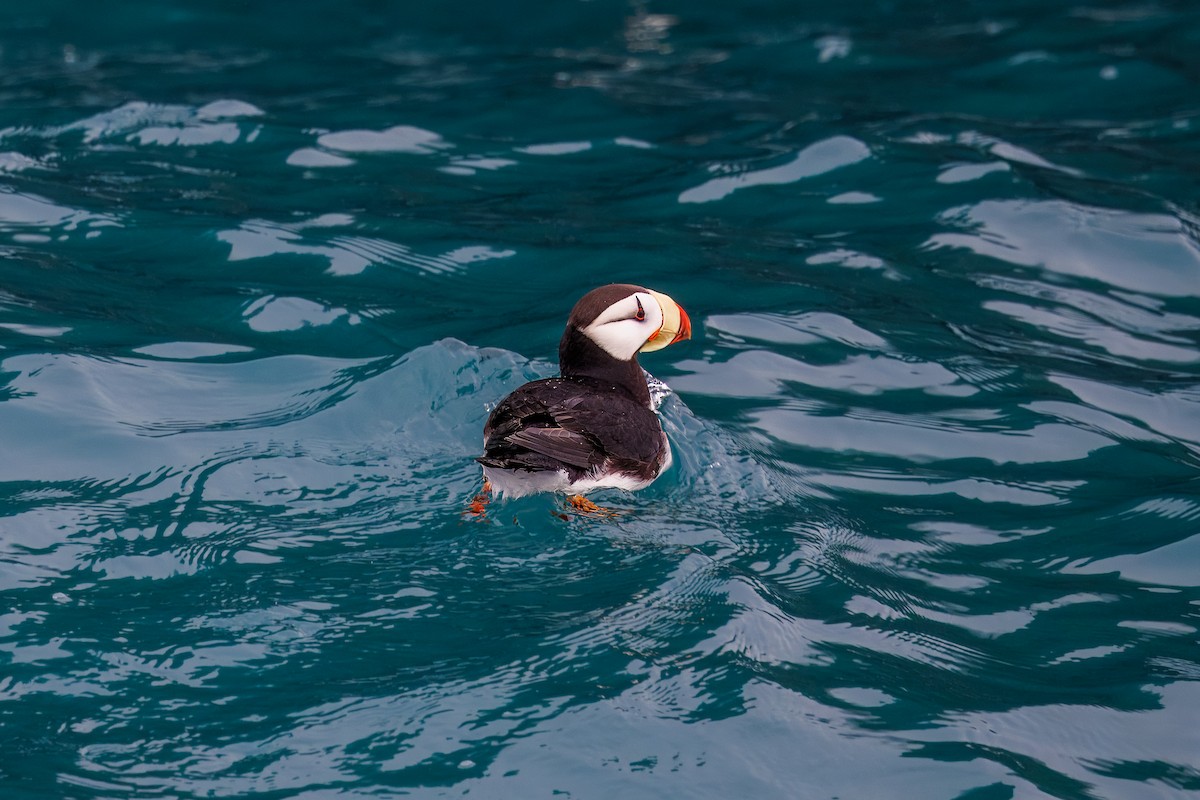 Horned Puffin - ML620813387