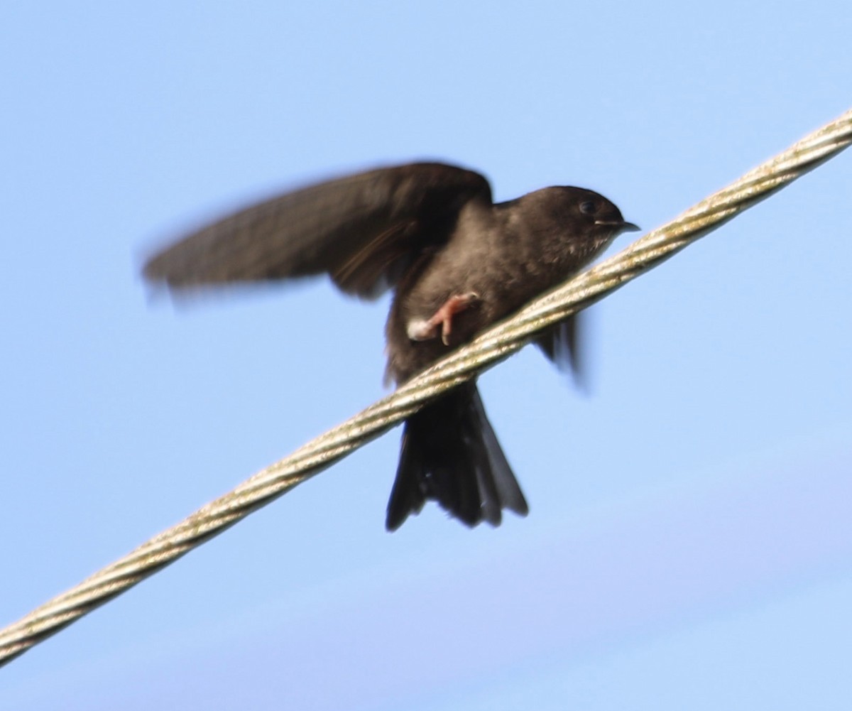 White-thighed Swallow - ML620813388