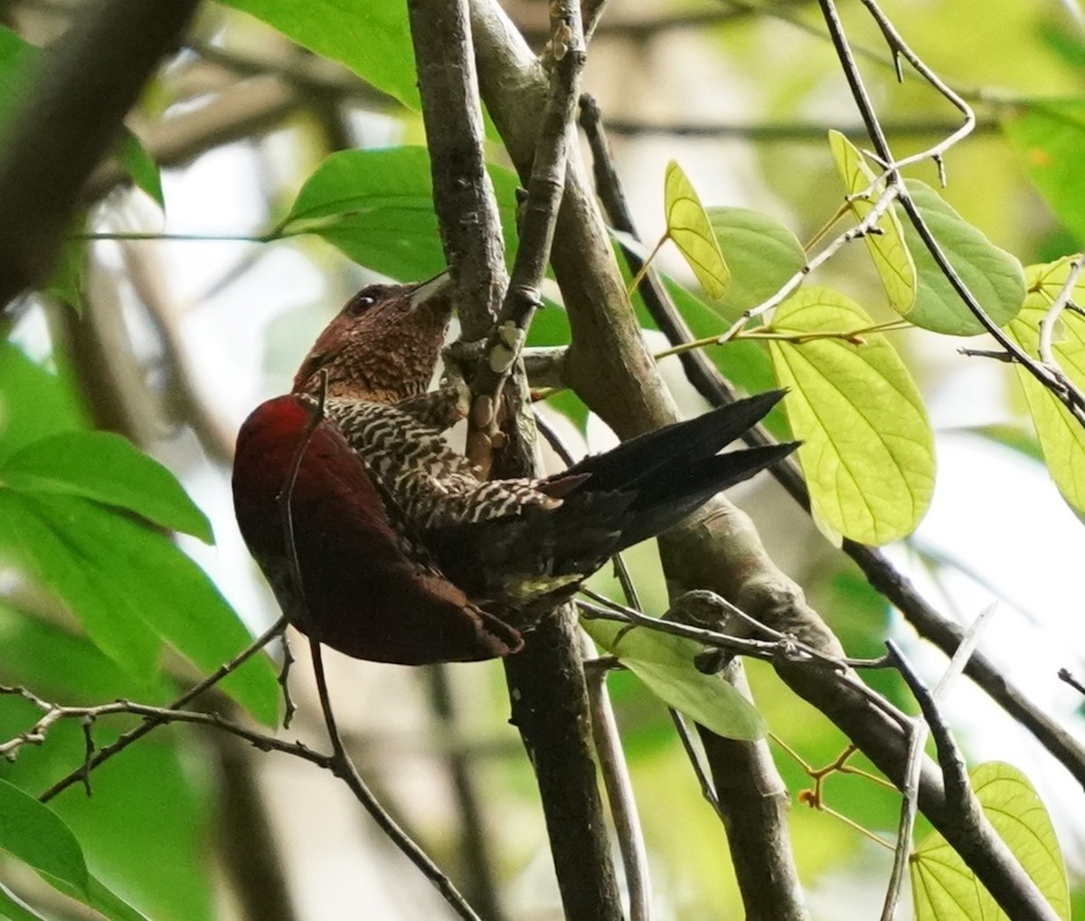 Banded Woodpecker - ML620813392