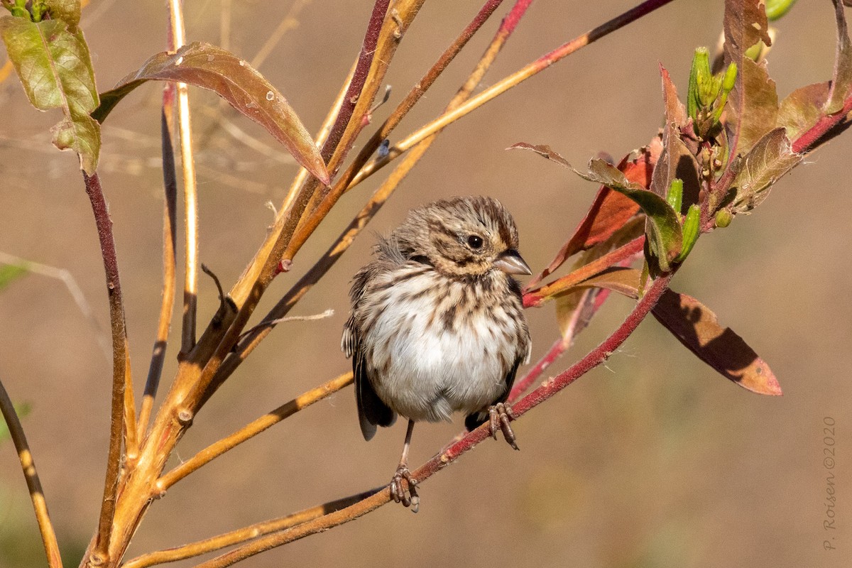 Song Sparrow - Paul Roisen