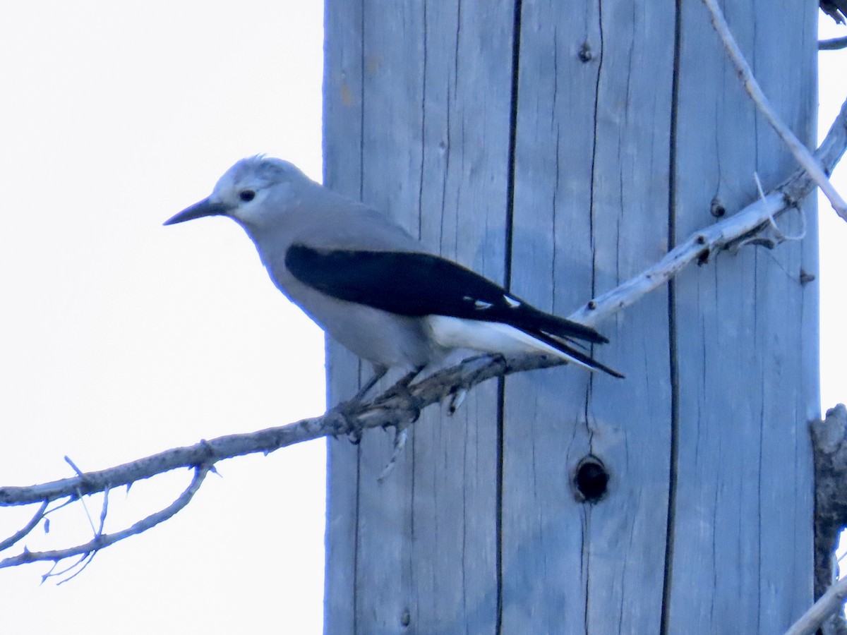 Clark's Nutcracker - ML620813397