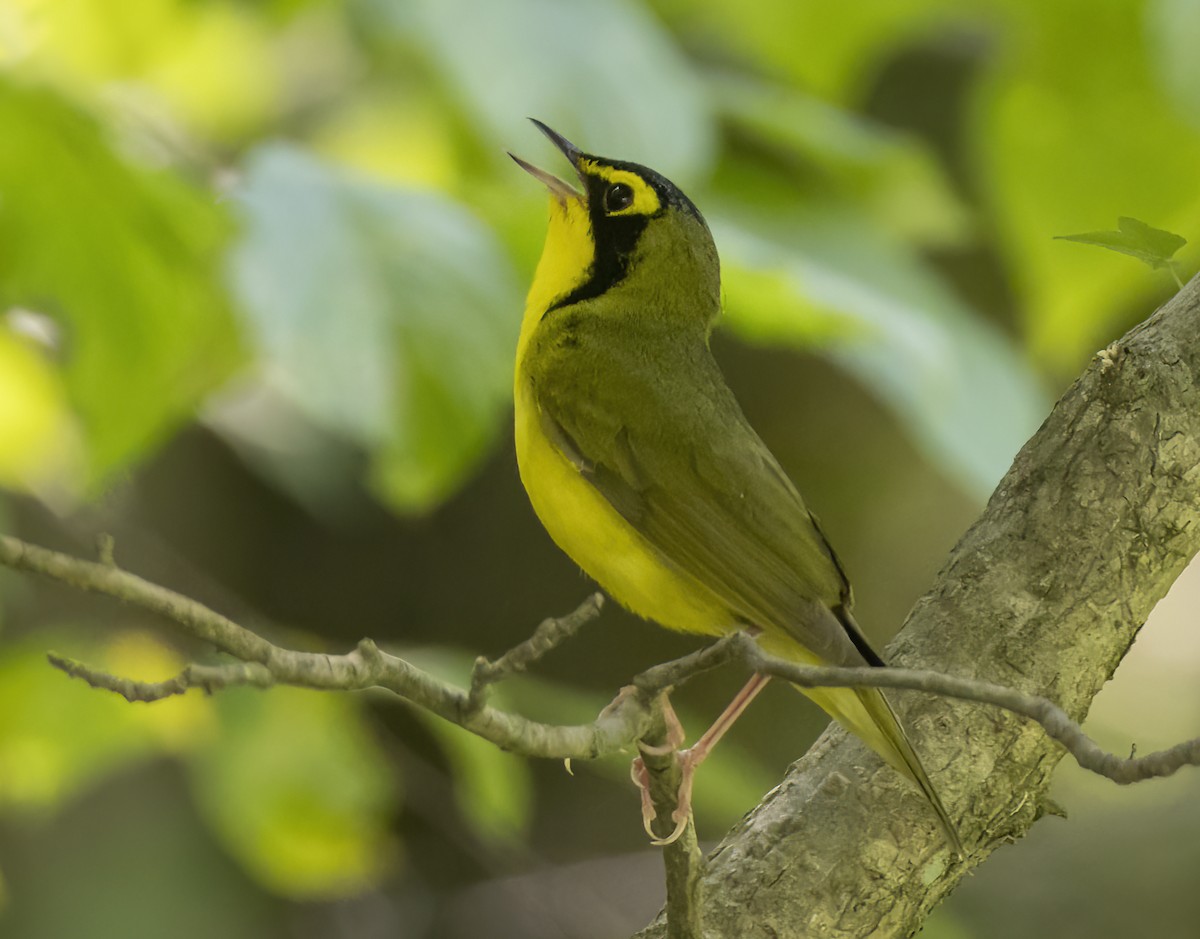 Kentucky Warbler - ML620813400