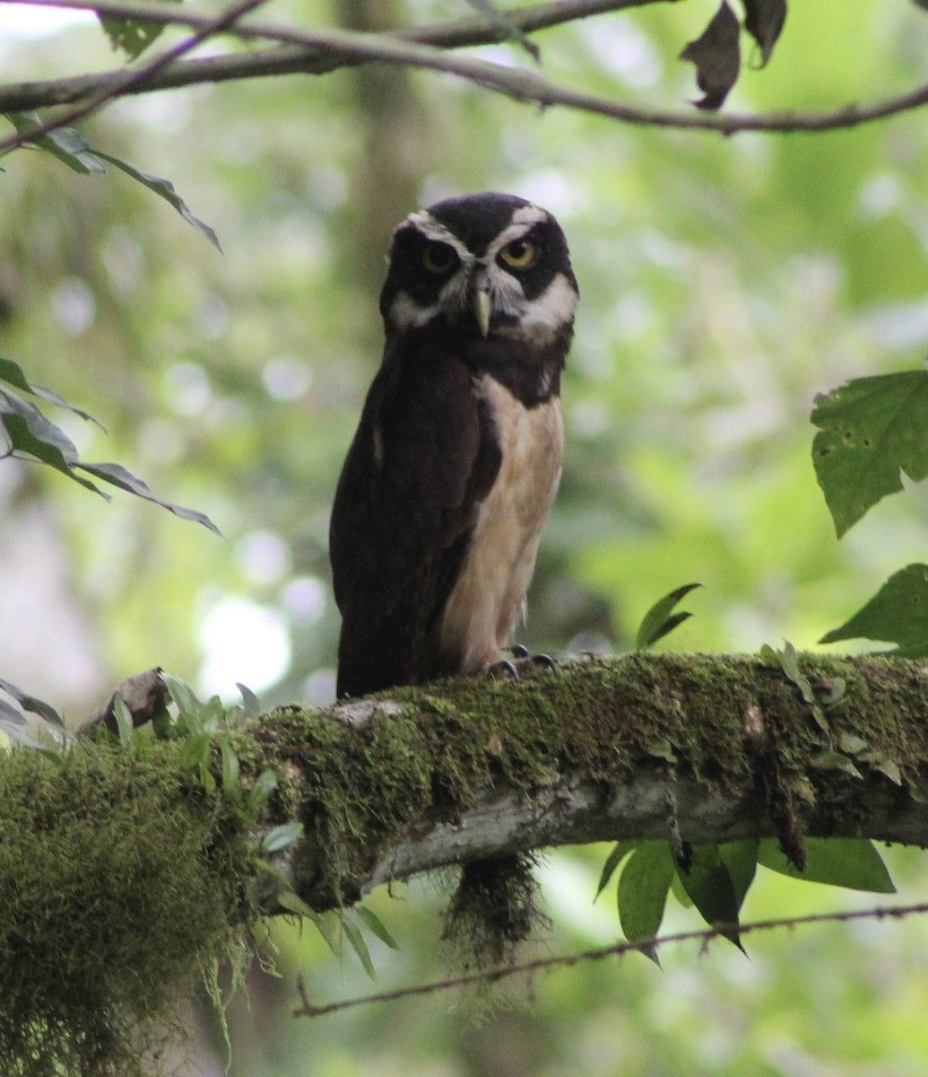 Spectacled Owl - ML620813409