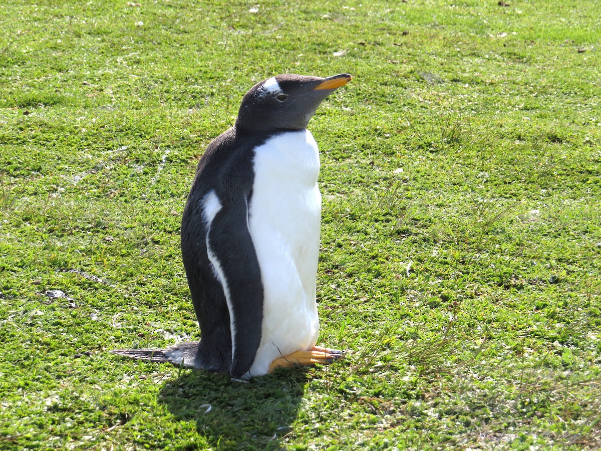 Gentoo Penguin - ML620813411