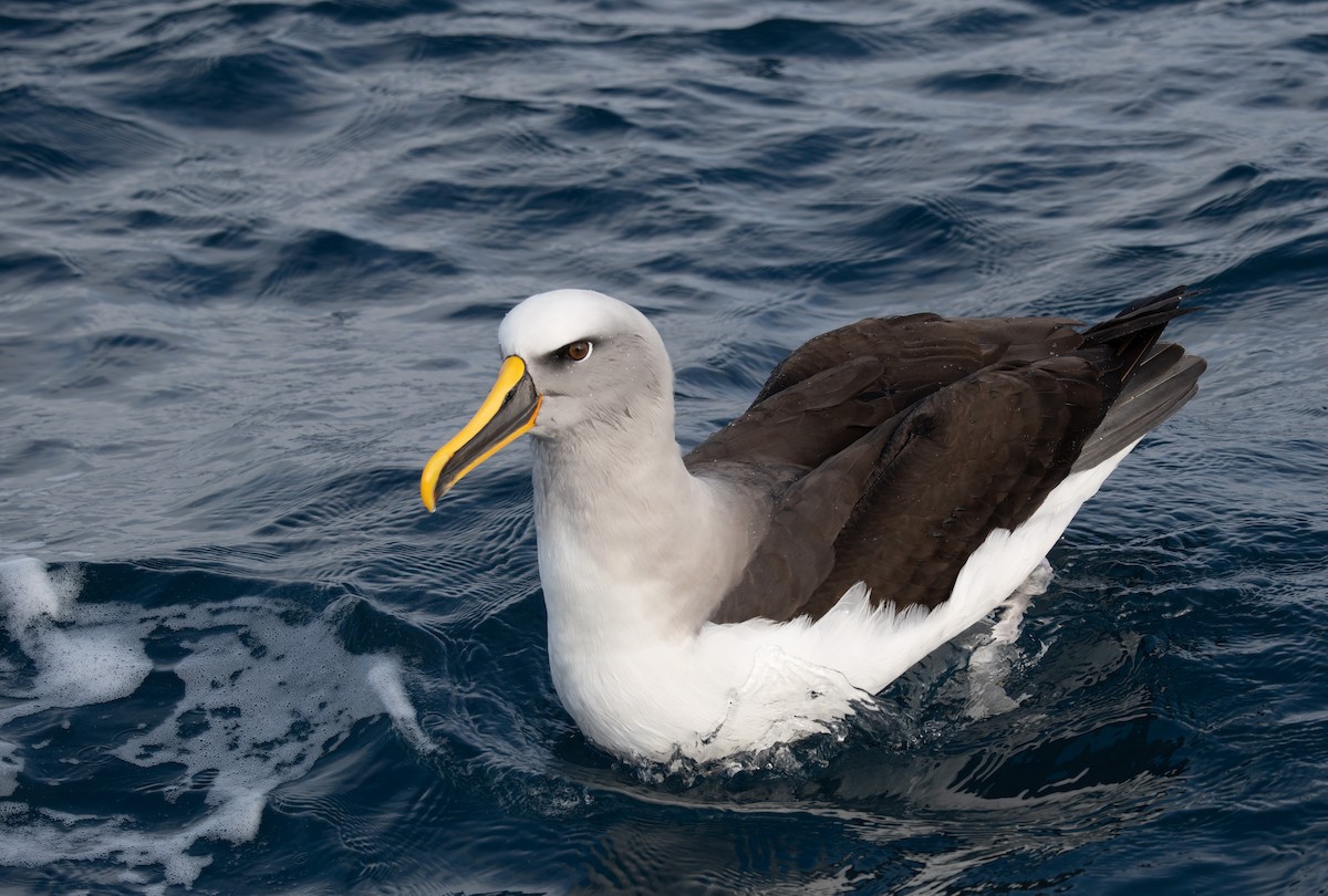 Buller's Albatross - ML620813412