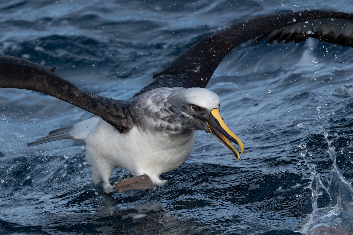 Buller's Albatross - Ben Ackerley