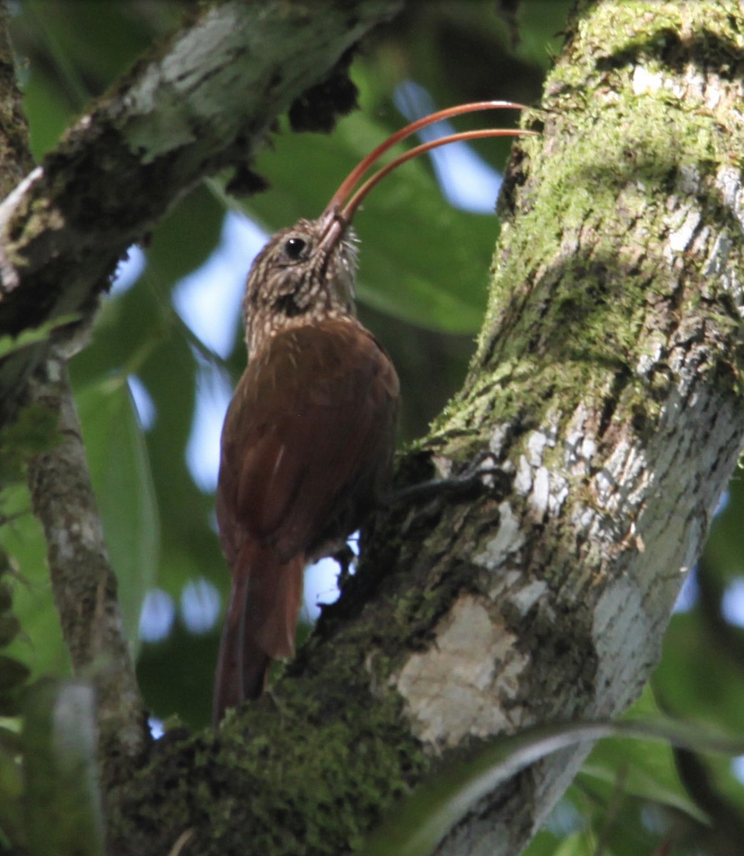 Red-billed Scythebill - ML620813414