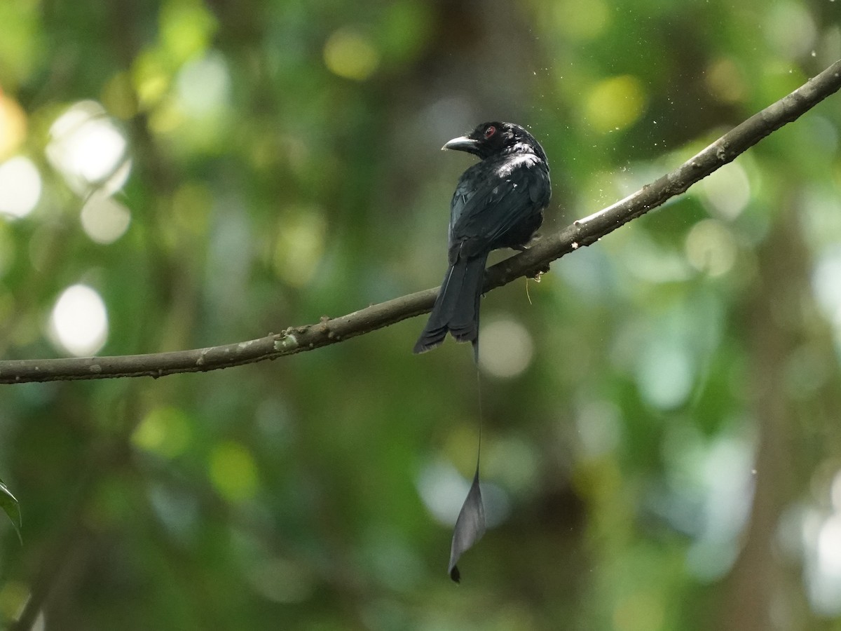Greater Racket-tailed Drongo - ML620813415
