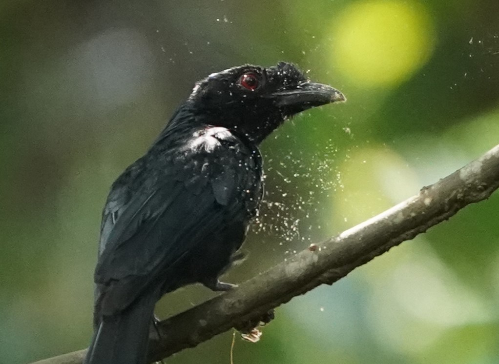 Greater Racket-tailed Drongo - ML620813416