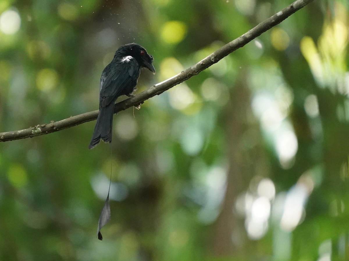 Greater Racket-tailed Drongo - ML620813417