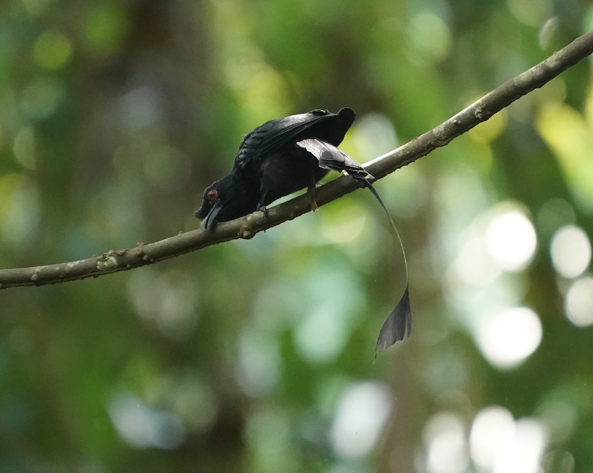 Greater Racket-tailed Drongo - ML620813418