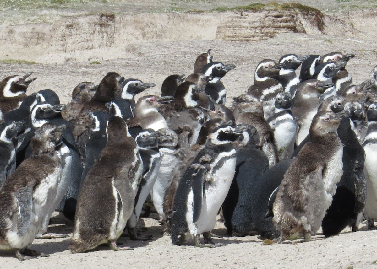 Magellanic Penguin - ML620813421