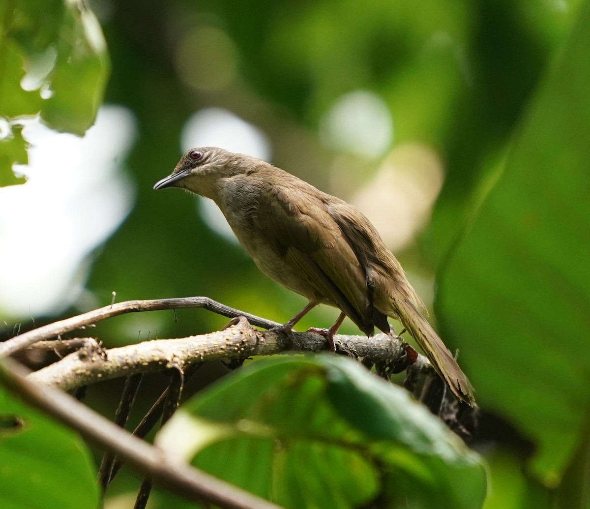 Bulbul à ailes olive - ML620813427