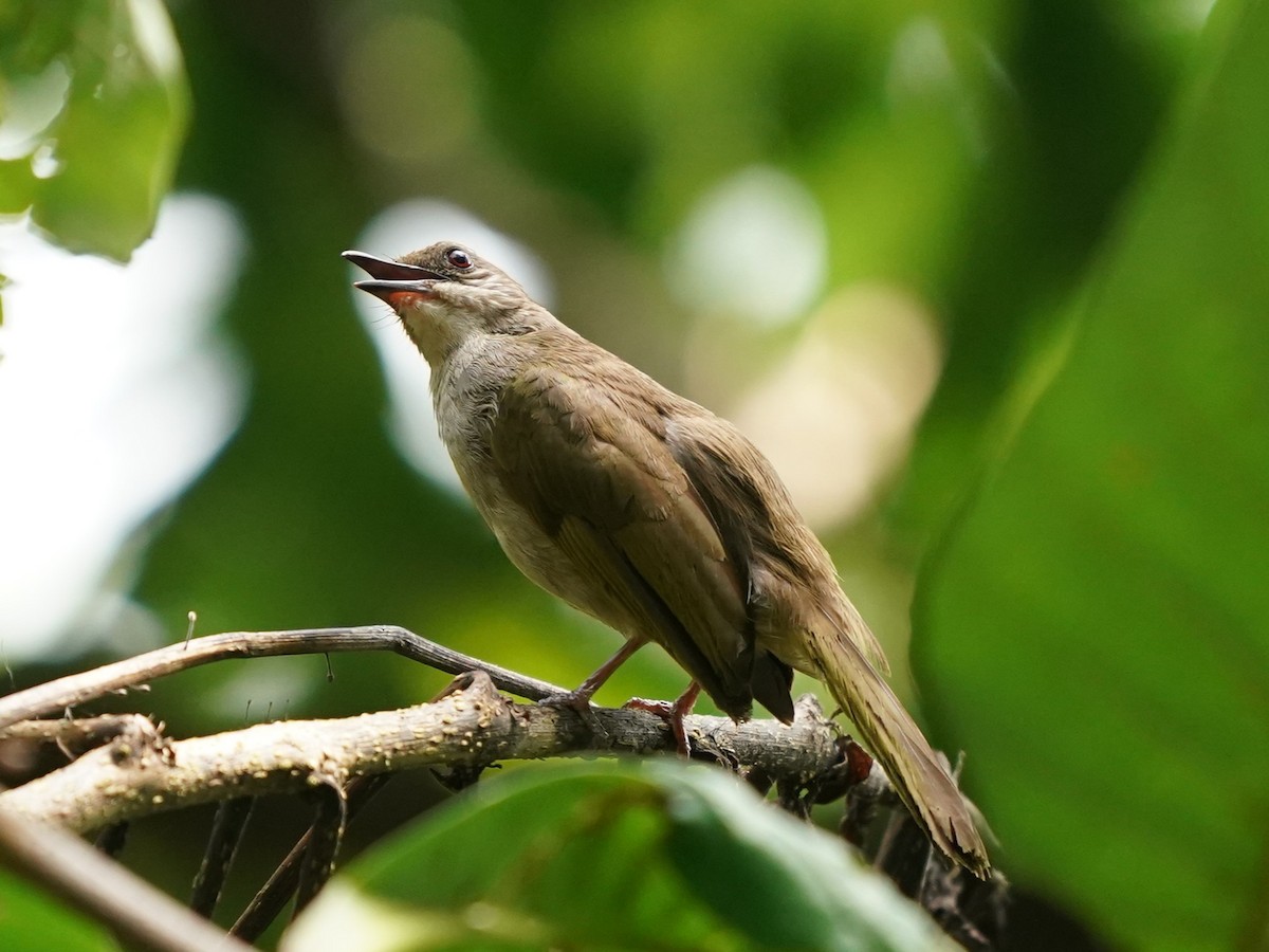 Bulbul à ailes olive - ML620813428