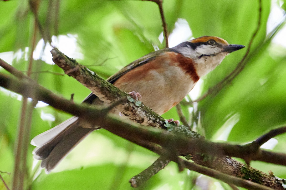 Chestnut-sided Shrike-Vireo - ML620813435