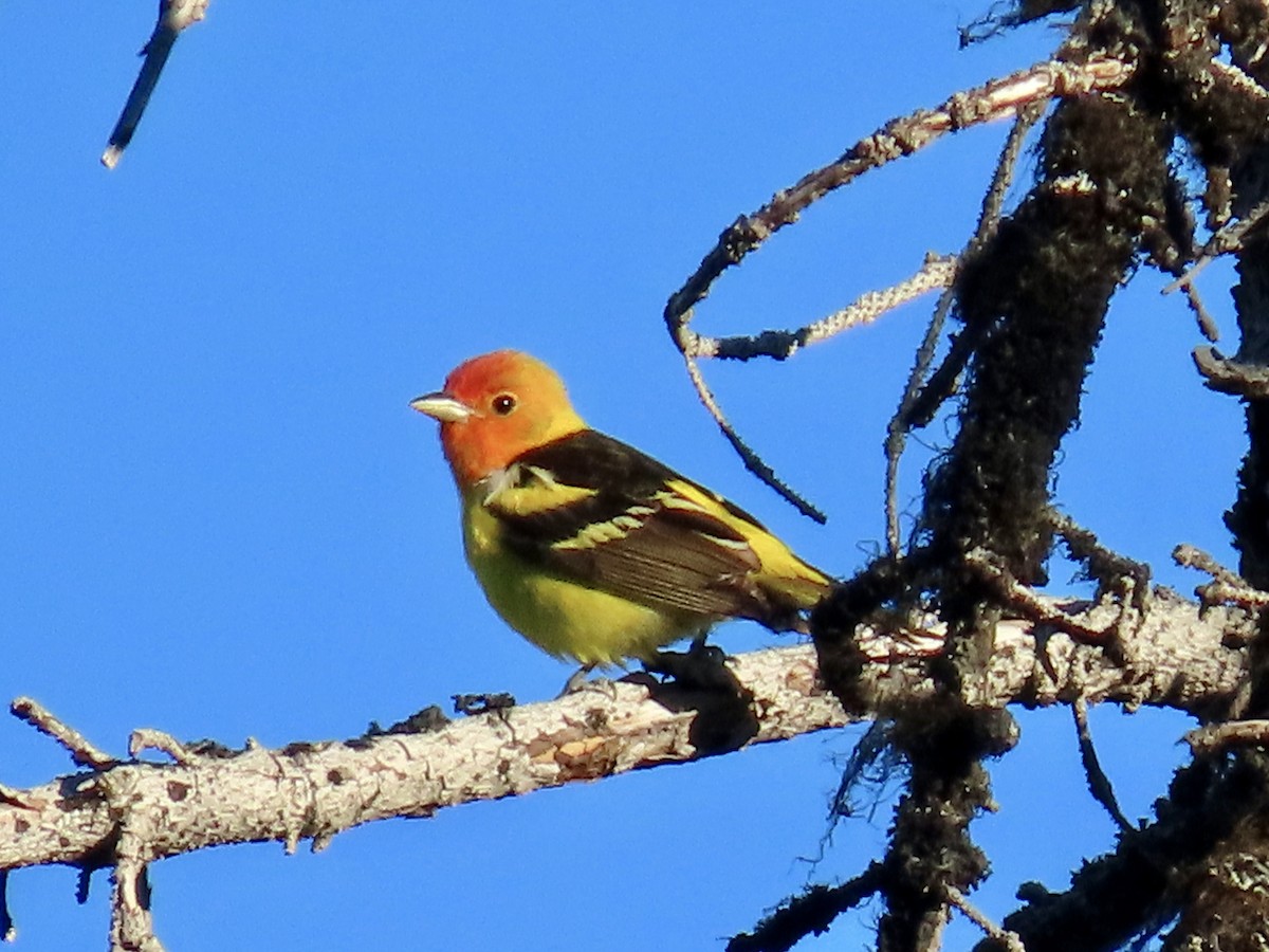 Western Tanager - ML620813444