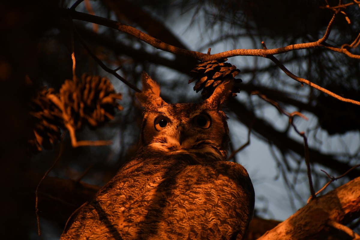 Great Horned Owl - ML620813447