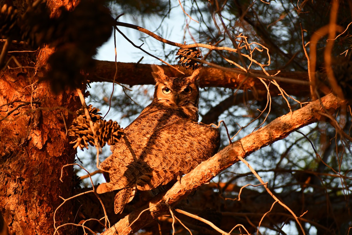 Great Horned Owl - ML620813448