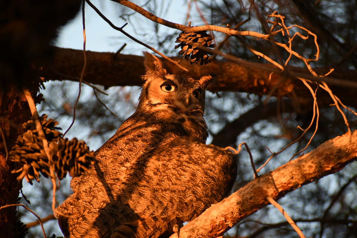 Great Horned Owl - ML620813449
